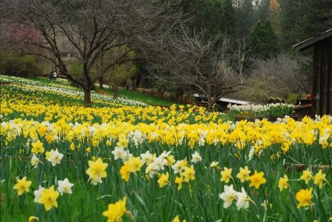 Daffodil Hill 1