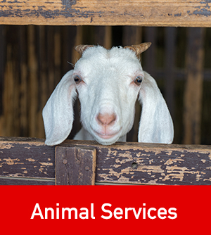 Animal-Services-Button