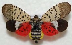 slf spotted lanternfly